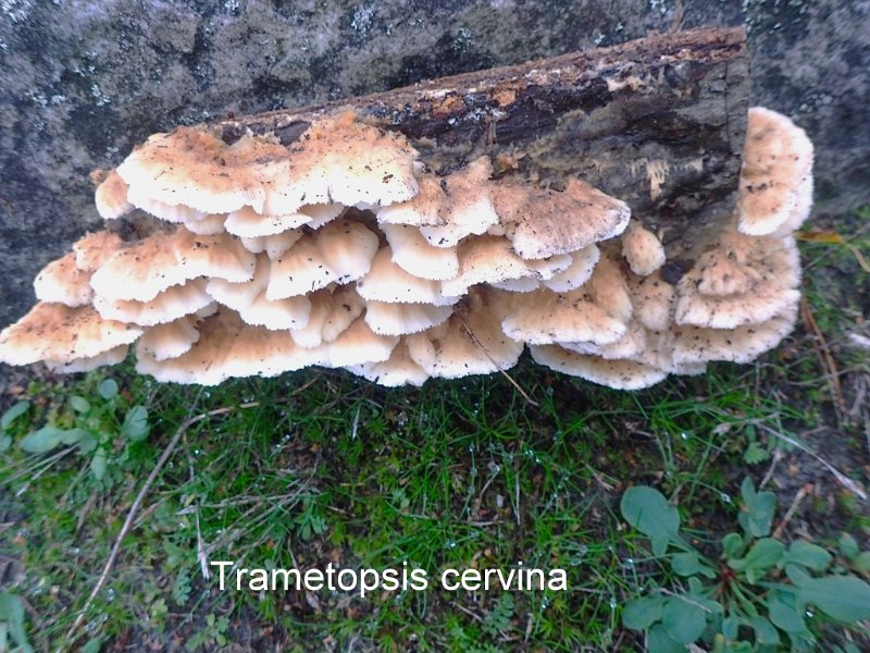 Trametopsis cervina-amf1427.jpg - Trametopsis cervina ; Syn: Trametes cervina ; Nom français: Tramète couleur de cerf